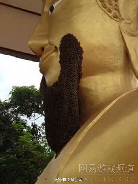 有蜂类在寺庙的金身佛像上筑巢，而位置正是佛像的下巴，看起来就像长了大胡子。看着好让人起鸡皮疙瘩。