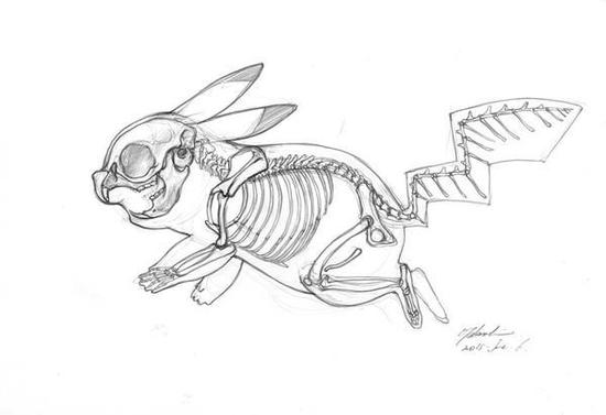 皮卡丘的骨骼排列图，尾巴真是太不科学了