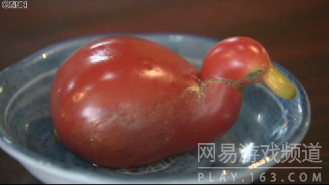 这西红柿真要成精了！！！