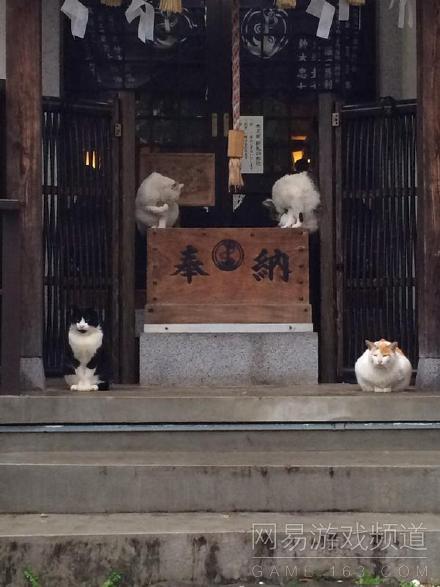 岛国一哥们出门溜达，发现神社里蹲着几只避雨的猫，造型完美对称……膜拜喵大仙