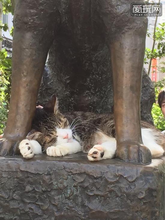 是真爱，一直在狗雕像下陪睡的萌猫