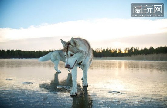 在俄罗斯最北端（北极圈内）的土地上，生活着“真正”的哈士奇，极为耐寒、具有强韧的体力，它们在高度透明的冻湖上行走，在摄影师的镜头下，这画面实在美极了。（2）
