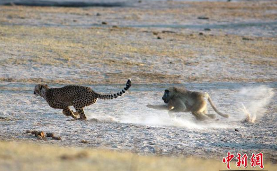 豹群喝水惹怒狒狒，一路被追狼狈不堪。