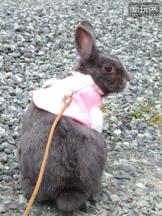 在兔女郎之日，网友们会以各种形式的“兔子”形象庆祝，真人版、动漫版、动物版……在节日当天，你会搜罗到各种属性的兔子，萌的、妩媚的、雷人的、惊悚的……（3）：原汁原味兔女郎