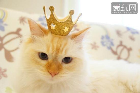 请叫我猫女王