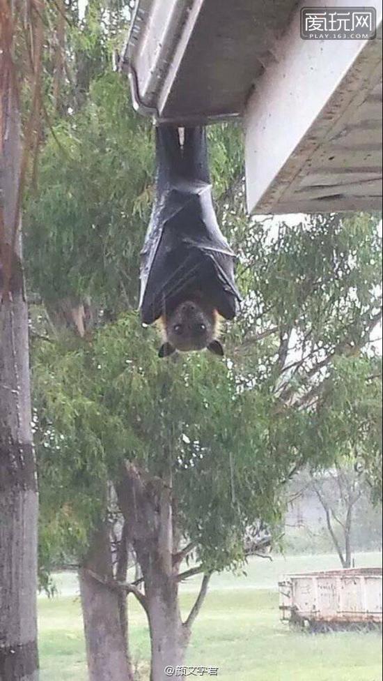早上起来发现自家屋檐下来了个大家伙，这蝙蝠绝对是要吓死人的节奏，这“大大大”法，要哭惹。（1）