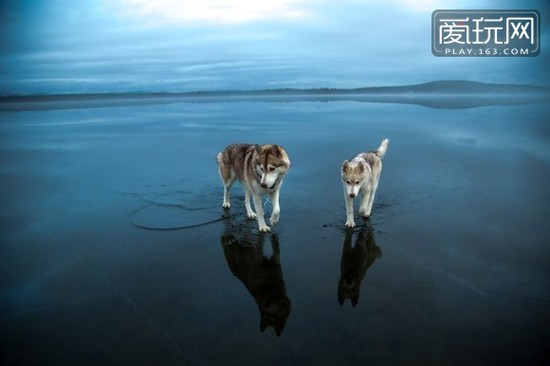 在俄罗斯最北端（北极圈内）的土地上，生活着“真正”的哈士奇，极为耐寒、具有强韧的体力，它们在高度透明的冻湖上行走，在摄影师的镜头下，这画面实在美极了。（4）