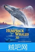 【座头鲸】BBC鲸鱼纪录片下载高清版